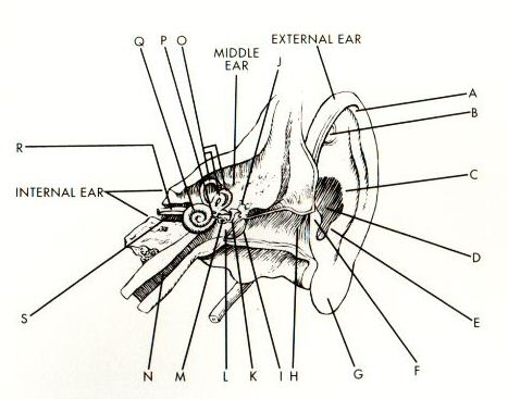 Original ear diagram
