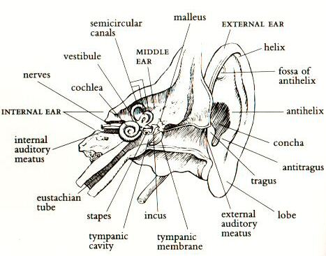 Tufte's ear diagram